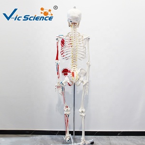 Modelo de <span class=keywords><strong>Esqueleto</strong></span> <span class=keywords><strong>Humano</strong></span> de 180 cm con Músculos de Colores <span class=keywords><strong>y</strong></span> Marcas Numéricas, Sin Ligamentos, para Enseñanza de Anatomía, CE/ISO/ROHS/CNAS - Product Image 6