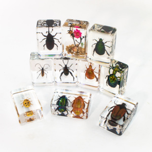 Colorido escarabajo resina ámbar educativo incrustado insecto espécimen resina decoración espécimen biológico - Product Image 3