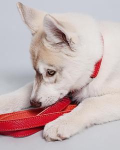 Collar ajustable hecho a mano de coral rojo para mascotas, accesorio de cuero suave para cachorros, regalo elegante para perros, mamás o papás - Product Image 3