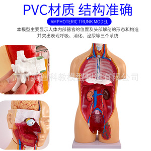 Modelo de torso hermafrodita de 85 cm, sistema reproductor intercambiable, 40 piezas desmontables, modelo de anatomía de órganos internos humanos. - Product Image 4
