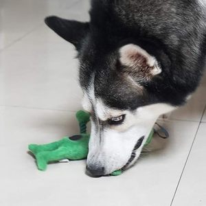 Jouet en peluche couineur pour chien, jouets interactifs pour mâcheurs, jouet en peluche Alien pour chien avec corde, nouveaux jouets durables à mâcher pour animaux de compagnie, fournisseur OEM ODM - Product Image 2