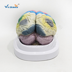 Modèle de partition fonctionnelle du cortex cérébral humain, fabriqué en PVC écologique, avec détails anatomiques précis, pour - Product Image 4