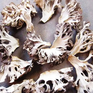 Hui Shu Hua Vente en vrac Grifola Frondosa Poule séchée des bois Champignons maitake séchés à vendre - Product Image 2