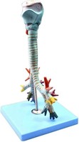 Modèle anatomique du larynx, de la trachée et du système bronchique humain, modèle anatomique du larynx, bronchoscopie, modèles pédagogiques pulmonaires pour la recherche