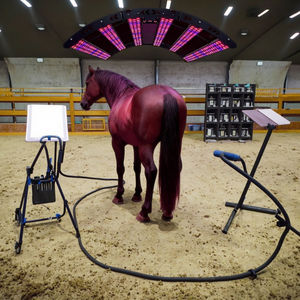 Solárium de Terapia de Luz Roja e Infrarroja para Caballos y Ponis, Terapia de Luz Azul, Barra de Terapia de Luz Roja para Caballos - Product Image 1