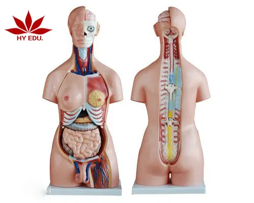 Torse humain de science médicale, modèle de torse de 85cm 23 pièces de modèle d'anatomie humaine