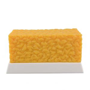 Modèle anatomique <span class=keywords><strong>de</strong></span> comparaison <span class=keywords><strong>poids</strong></span> (graisse et muscle) 1lb 5lb – Kit pédagogique pour l'éducation au fitness et à la <span class=keywords><strong>perte</strong></span> <span class=keywords><strong>de</strong></span> <span class=keywords><strong>poids</strong></span> - Product Image 2