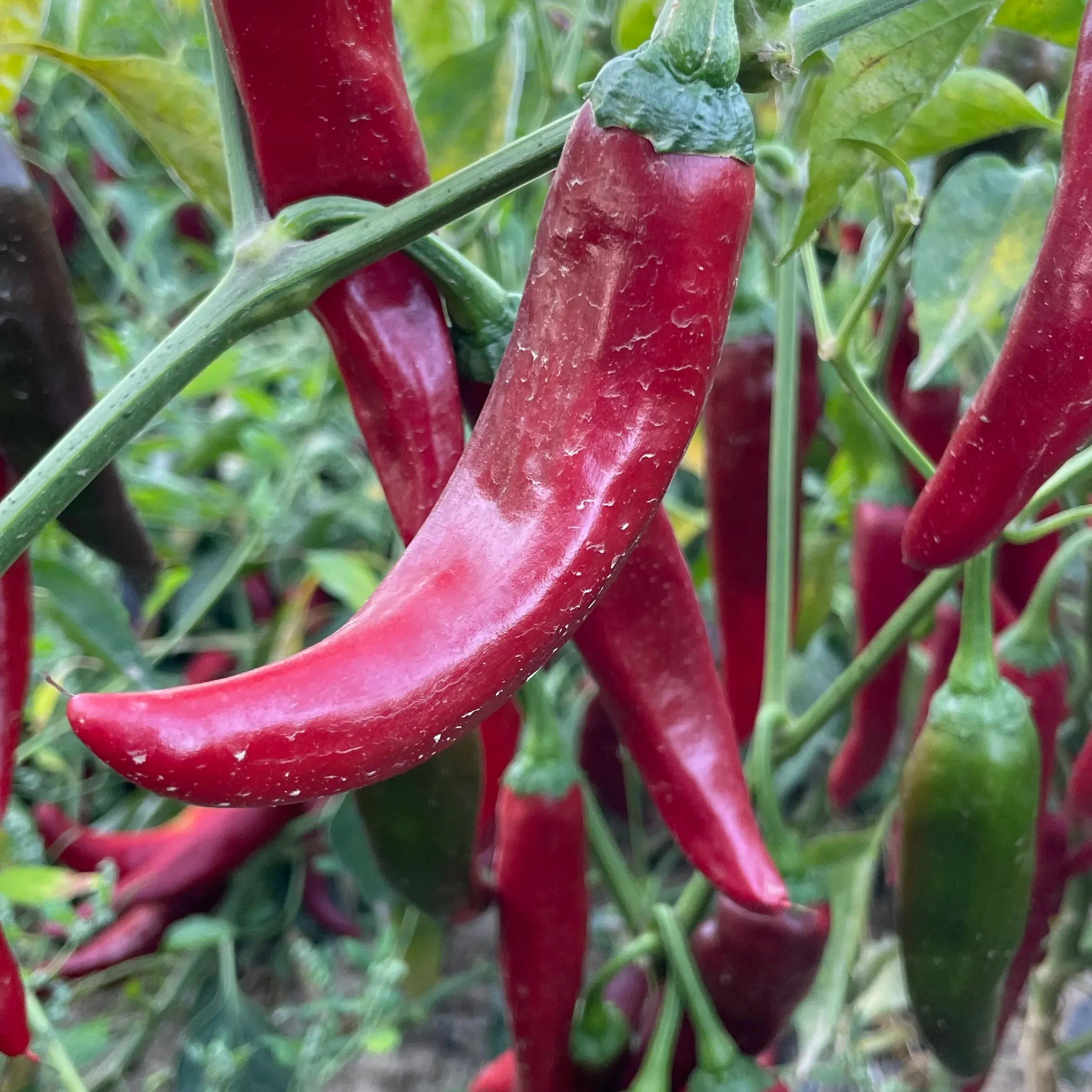 המפעל הסיטונאי באיכות גבוהה רוטב פלפל אורגני צ 'ילי מיובש ספקים מחיר ויאטנם מוצרי צ' ילי מיובשים