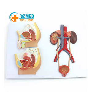 Modèle anatomique du système urinaire humain (vessie et urétére) pour l'enseignement, masculin et féminin - Product Image 1