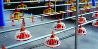 Mangeoire automatique en plastique pour poulets Équipement d'élevage de volaille Équipements de volaille Ligne de production d'alimentation