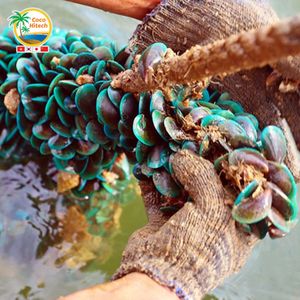 เชือกใยมะพร้าวย่อยสลายได้ทางชีวภาพสำหรับการเพาะเลี้ยงหอยแมลงภู่ - Product Image 5