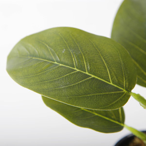 กระถางต้นไม้เทียมขนาด15ซม. <span class=keywords><strong>Ficus</strong></span> <span class=keywords><strong>altissima</strong></span> <span class=keywords><strong>altissima</strong></span> สำหรับสำนักงานของตกแต่งบ้าน - Product Image 2