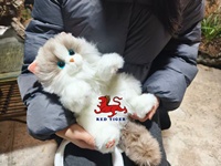 Jouet de chat animatronique grandeur nature pour enfants