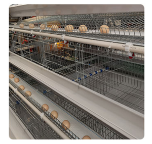 Jaula para Gallinas Ponedoras de 5000 Aves, Diseño Automático para Granjas Avícolas en África, <span class=keywords><strong>Precio</strong></span> de Fábrica - Product Image 6