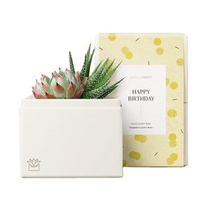 Vente en gros de kit de plantes succulentes artificielles Aeonium Egg Greenovi <span class=keywords><strong>Bonsaï</strong></span> d'intérieur, <span class=keywords><strong>engrais</strong></span>, pots de fleurs et jardinières - Product Image 1