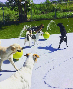 Spruzzatore d'Acqua per Palline da Tennis in Acciaio Inossidabile |   Funkzione Spray per Piscina per Animali Domestici |   Attrezzatura Professionale per Giochi d'Acqua in Piscina per Cani - Product Image 4