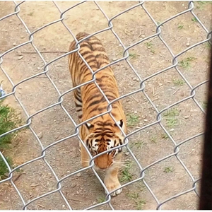Clôture en treillis diamanté sur mesure de 6 pieds, treillis métallique galvanisé avec une installation flexible et facile pour les terrains de sport - Product Image 2