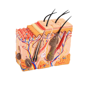 Modèle de <span class=keywords><strong>squelette</strong></span> humain HZMIM pour l'enseignement de la médecine et de l'anatomie, agrandi 50 fois avec cheveux - Product Image 1