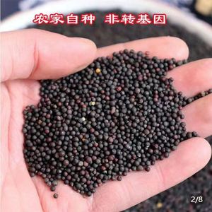 Olio di colza grezzo e raffinato biologico per il cibo degli uccelli e gli avannotti confezionati in bottiglie di vetro di plastica sfuse - Product Image 4
