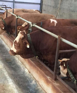 Attrezzatura animale collare Relt bovini collana di trazione cinturino in tela per <span class=keywords><strong>animali</strong></span> vitello cinturino per collo di <span class=keywords><strong>mucca</strong></span> - Product Image 5