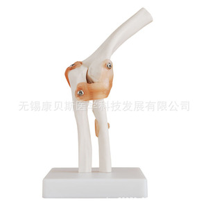 Modèle d'articulation du coude KBS/XC112 (Grande taille naturelle) – Modèle fonctionnel de l'articulation humaine du coude – Modèle squelettique - Product Image 2