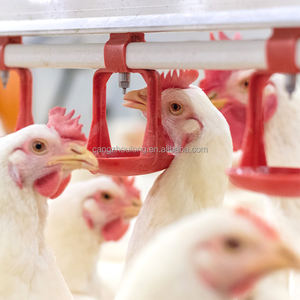 Bebedero automático <span class=keywords><strong>para</strong></span> aves <span class=keywords><strong>de</strong></span> corral ZZ Bebedero <span class=keywords><strong>de</strong></span> pezón <span class=keywords><strong>de</strong></span> acero inoxidable <span class=keywords><strong>para</strong></span> <span class=keywords><strong>pollos</strong></span> <span class=keywords><strong>de</strong></span> engorde o capa - Product Image 5