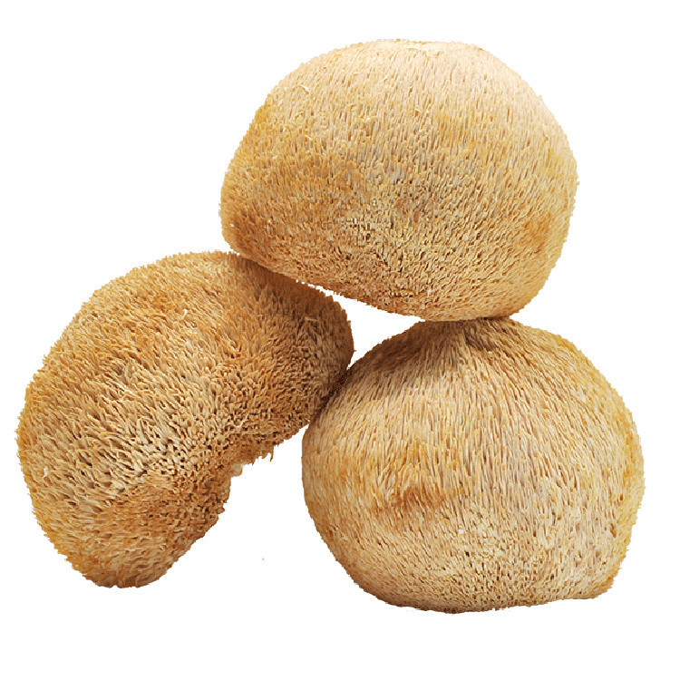 Factory Hot Sales Natural Mushroom Bulk Hericium Erinaceus Dried Lion Mane Hericium