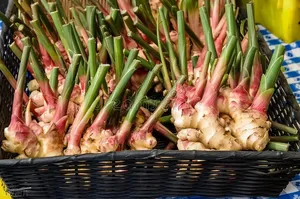 高品質中国産新鮮生姜 GAP認証済 山東省農場直送 ヘリブランド 中国産 10kg 調理用 - Product Image 5