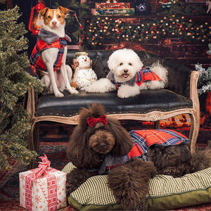 卸売ホイペット犬服高級ブランドファッション猫ジャケットアパレル冬防風ペット服検証サプライヤー犬コート - Product Image 5