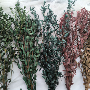 Hojas y Ramas de Eucalipto Preservadas, Rellenos Florales Secos de 60-70 cm, Liofilizados, Precio de Fábrica - Product Image 1