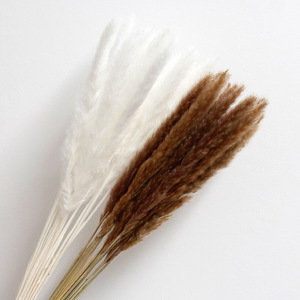 Herbe de la Pampa séchée de 60 cm pour la vente au détail, décoration artificielle en herbe de la Pampa - Product Image 4