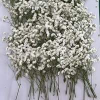 Fleurs de gypsophile séchées et pressées en gros pour l'art encadré, les spécimens, la décoration murale de la maison et les idées de cadeaux de mariage