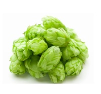Extrait de fleur de houblon sauvage en poudre, extrait de houblon 10:1, emballage en fût, fourni par l'usine