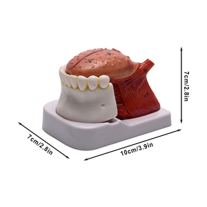 Lengua Humana Numerada a Tamaño Real, 4 Partes, Mandíbula y Dientes Inferiores, con Indicación <span class=keywords><strong>del</strong></span> <span class=keywords><strong>Cuerpo</strong></span>, CE/ISO - Product Image 4