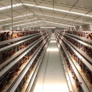 CE Product Certification Layer Chicken Cage Chicken Cages Egg Layer Automatic Chicken Cage Cages for Chickens - Product Image 4