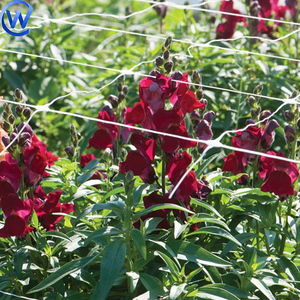 Filet de soutien pour roses grimpantes, œillets, tulipes, légumes et clématites - Product Image 3