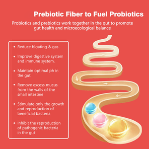 Capsules de Probiotiques et Prébiotiques Premium 60 milliards d'UFC 19 souches Soutient la Santé Digestive et Immunitaire avec 5 Prébiotiques pour l'Équilibre Intestinal - Product Image 5
