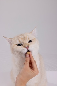 Complément alimentaire pour chats contre les boules de poils, neutralise les allergènes Fel D, soins quotidiens pour la santé des chats, 180 comprimés, personnalisation d'étiquettes, approvisionnement en gros - Product Image 2