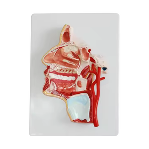 Outil de démonstration de placenta et de tête de modèle de PVC d'enseignement médical d'ADA pour l'instruction de maladie - Product Image 3