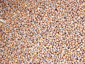 เมล็ดหัวไชเท้า (Raphanus Sativus) ผงสกัดจากพืชคุณภาพสูง วัตถุดิบจากเมล็ดพันธุ์ สำหรับอาหารและเครื่องสำอางเกรดอาหาร - Product Image 2