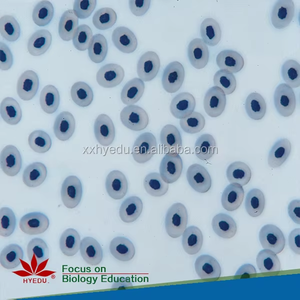 मेडिकल माइक्रोस्कोप स्लाइड ब्लड स्मीयर के लिए निर्धारित रक्त परीक्षण माइक्रोस्कोप स्लाइड - Product Image 5