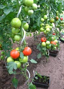 <b>tomato</b> spiral plant stake wire/steel <b>tomato</b> spiral <b>support</b> rod - Product Image 5