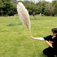 2023 doux rêve INS style maison sec haute pampa herbe Pompas décor gris/blanc naturel séché Plumes Papas Pampus plantes