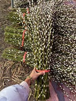 2025 Natuurlijke Salix Silver Willow Lentefestival Gedroogde Bloemenplanten Pussy Willow voor Nieuwjaarsdecoratie Thuis