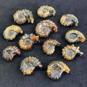 Bán buôn ammonite ốc ốc xà cừ hóa thạch tự nhiên ammonite hóa thạch để trang trí