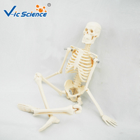 Modèle de squelette humain miniature de 45 cm, taille réelle, modèle médical de squelette, os de squelette