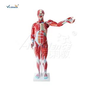 Model tubuh otot manusia 80CM pria (27 Bagian) model torso anatomi medis Pria