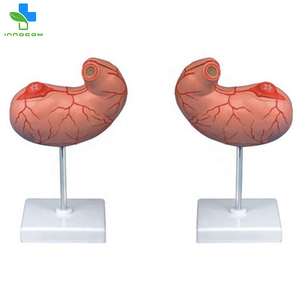 Khoa Học Y Tế Mô Hình Dạ Dày Nhựa PVC Mô Hình Giải Phẫu Nội Tạng 2 Phần Tiêu Hóa Hệ Thống Giáo Dục Mô Hình Giảng Dạy - Product Image 2