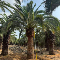 Pemasok Langsung Pabrik Tanaman Hias Nanas Palem Alami, Tanaman Hidup untuk Taman Kota, Lanskap Taman, Palem Kurma Canary, Grosir