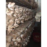 Champignons d'huître séchés naturels purs, entiers ou en tranches, sans soufre, sans additifs, nutritifs, cultivés en vrac, certifiés BRC, HACCP, KOSHER
